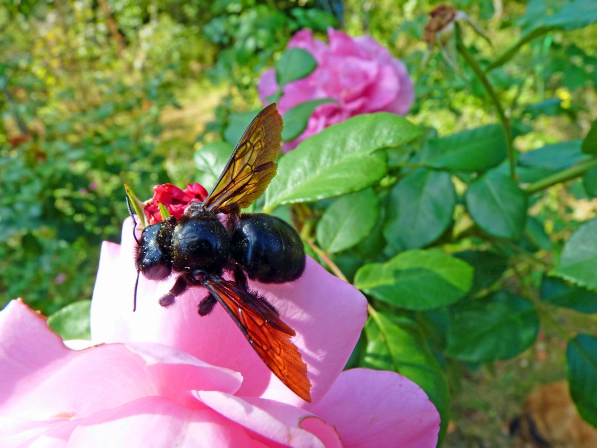 Пчела-плотник Тайланд