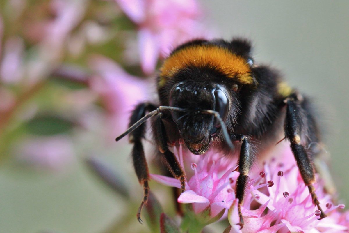 Bombus fragrans насекомое