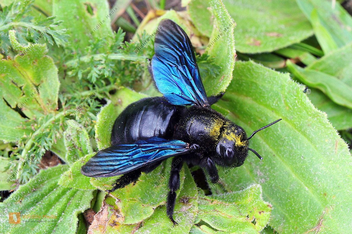 Xylocopa caerulea голубая пчела
