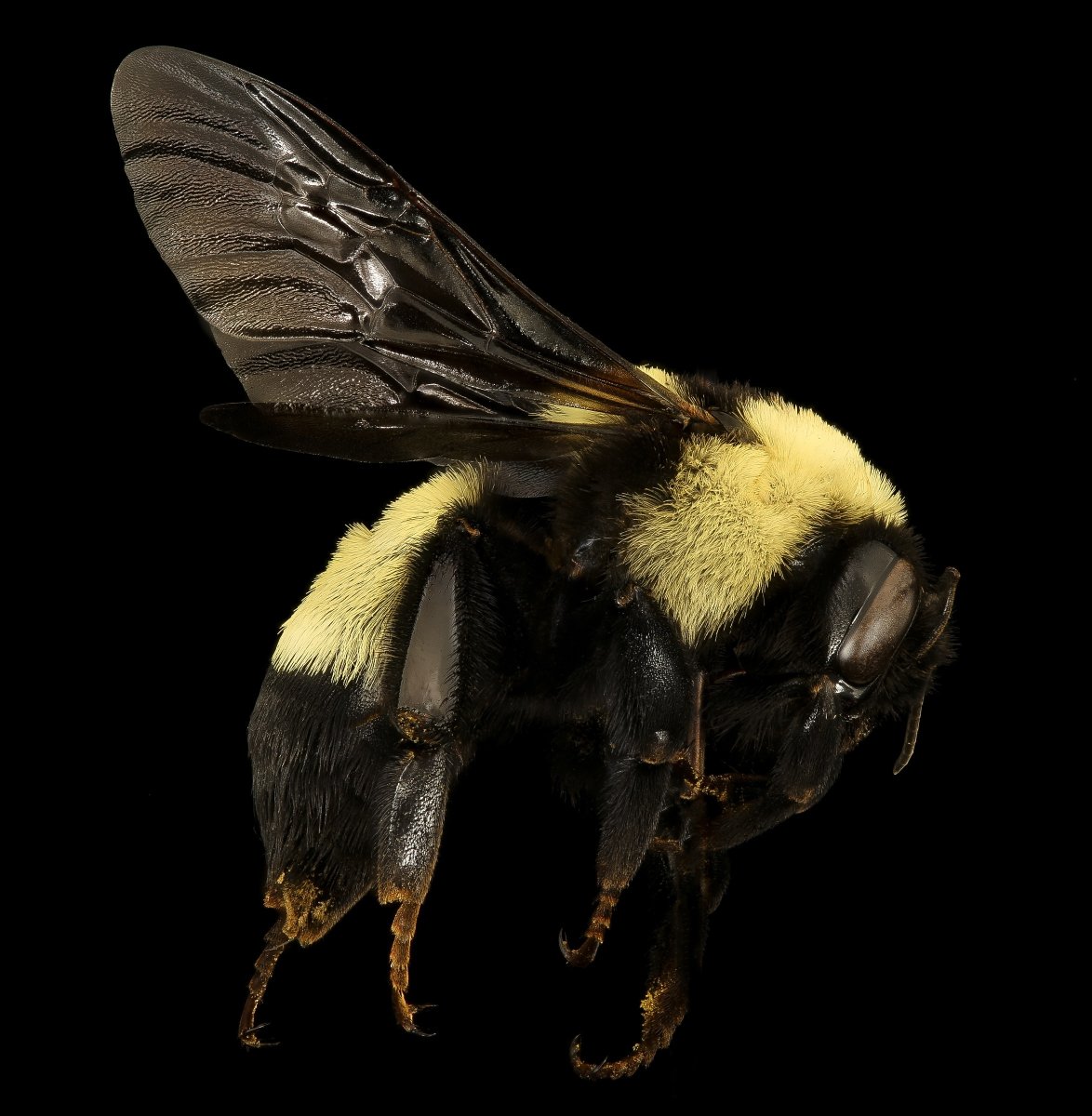 Bombus Terricola
