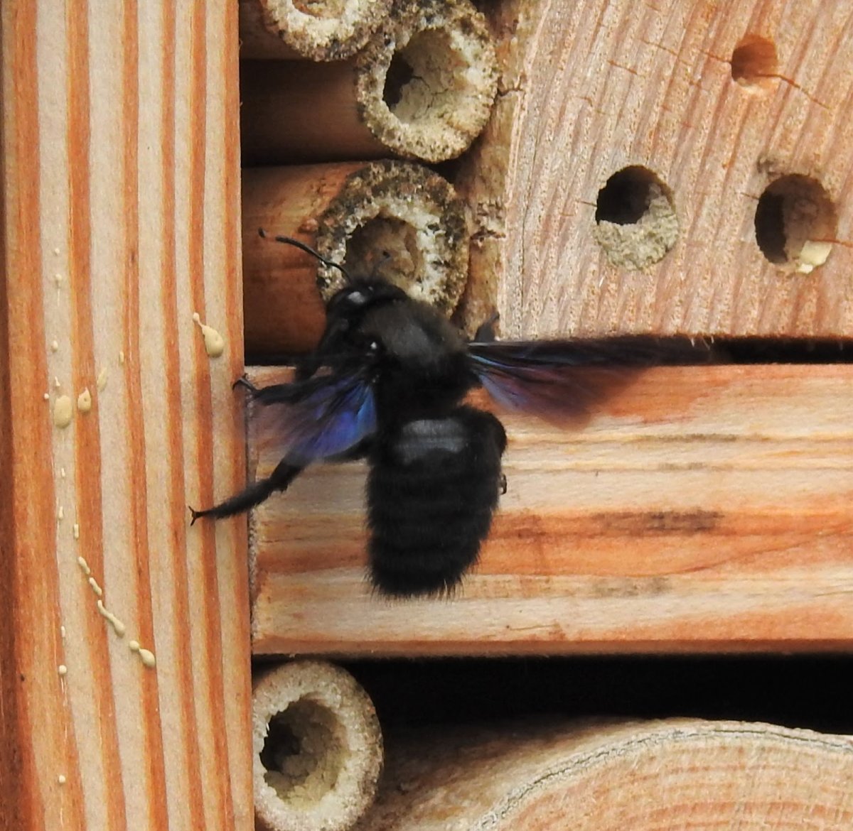 Пчела плотник гнездо