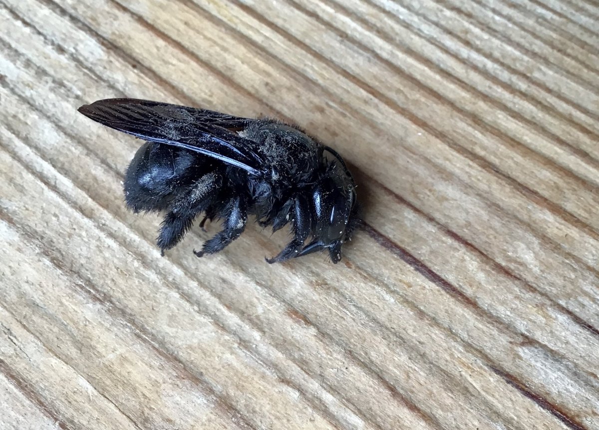 Пчела плотник укус