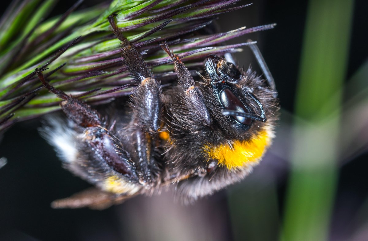 Черный Шмель