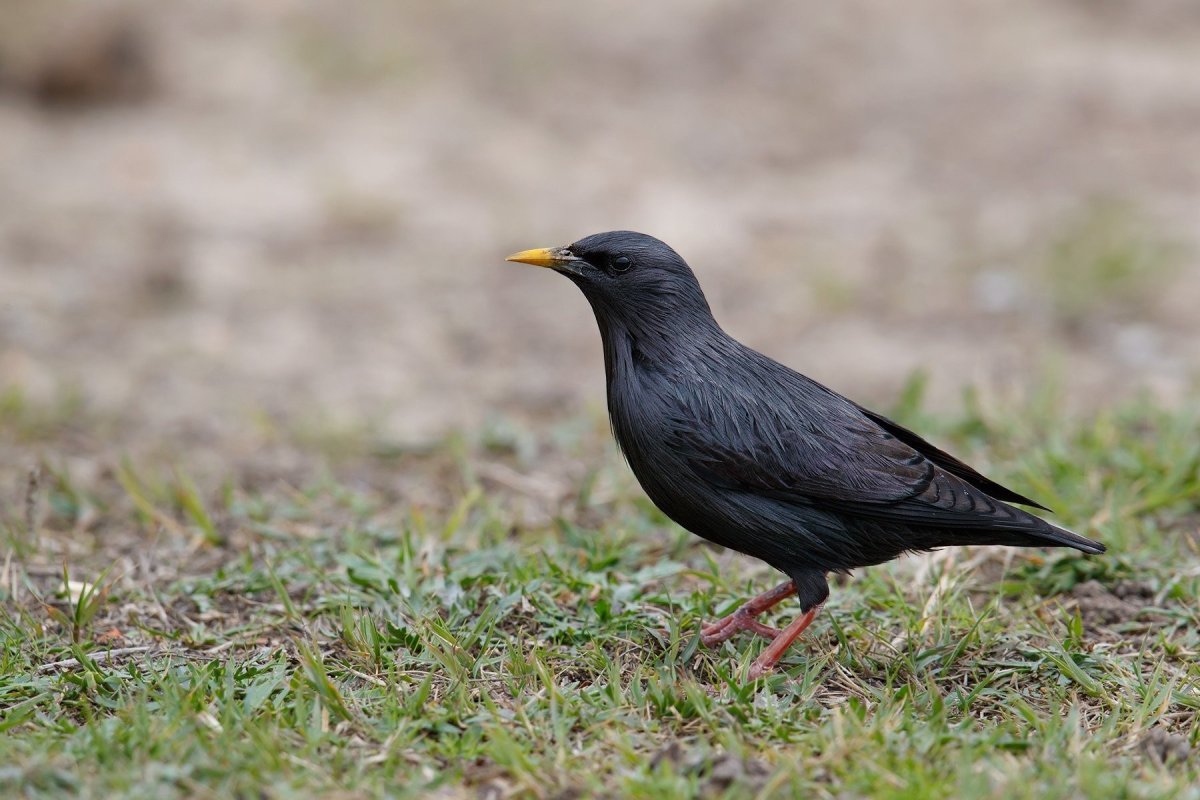 Чёрный скворец