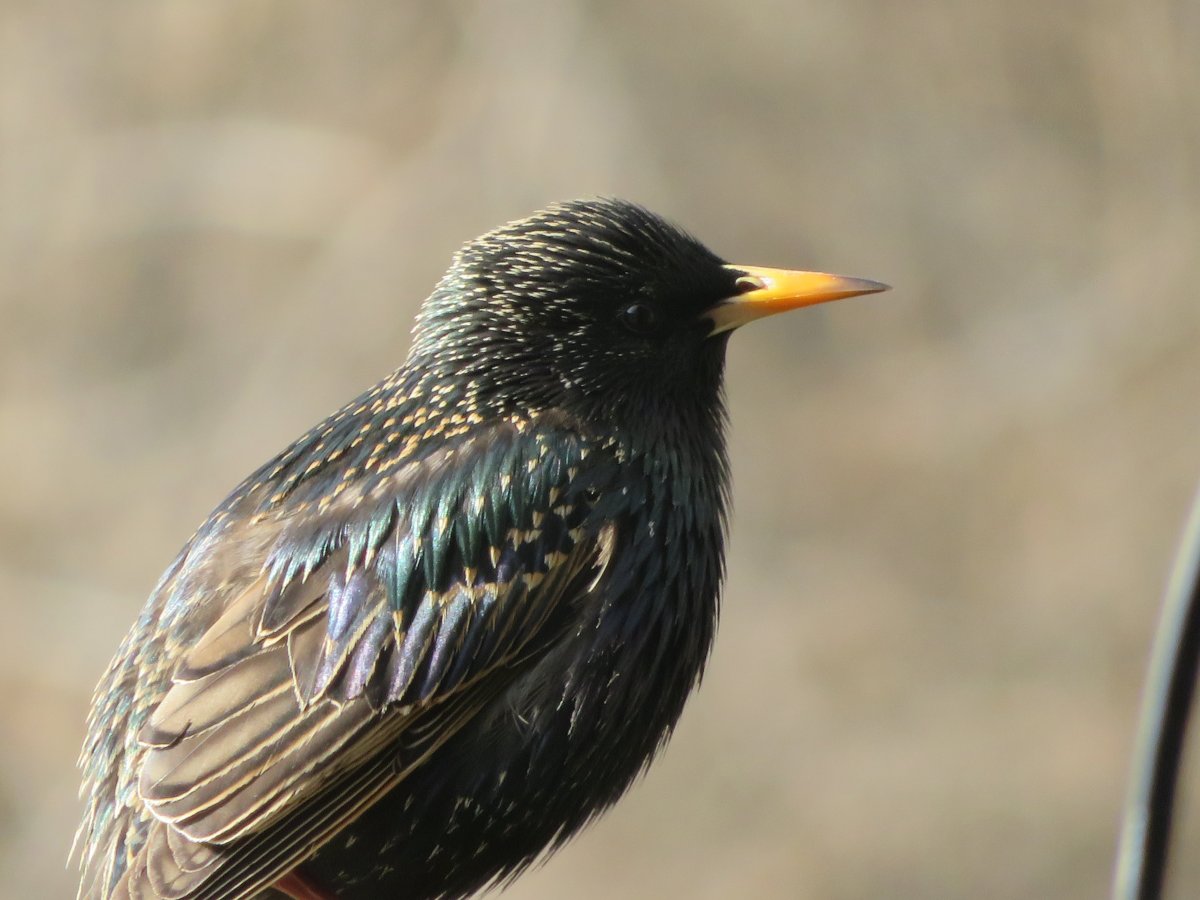 Обыкновенный скворец черный