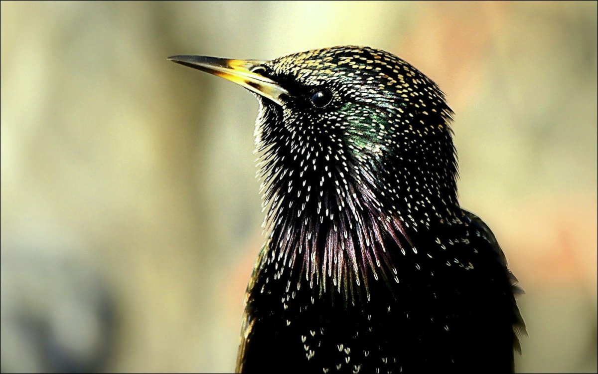 Скворец птица клюв