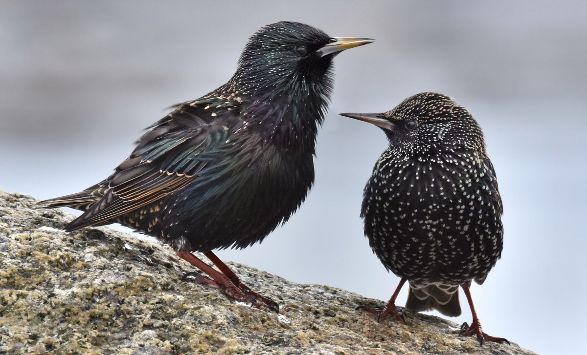 Скворец с черным клювом