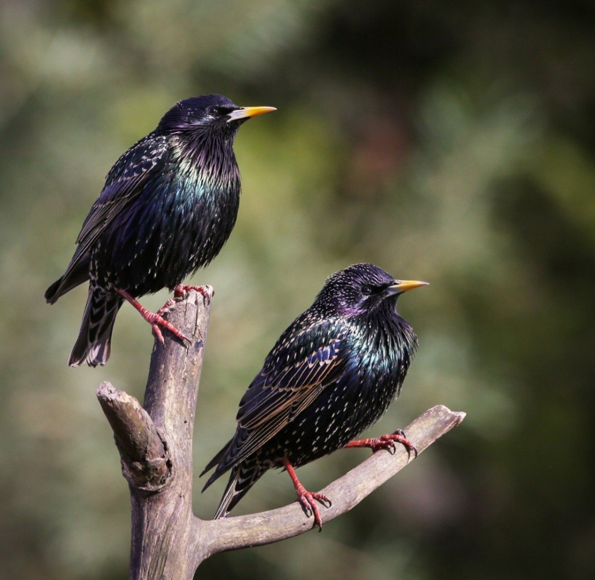 Скворец подмосковный