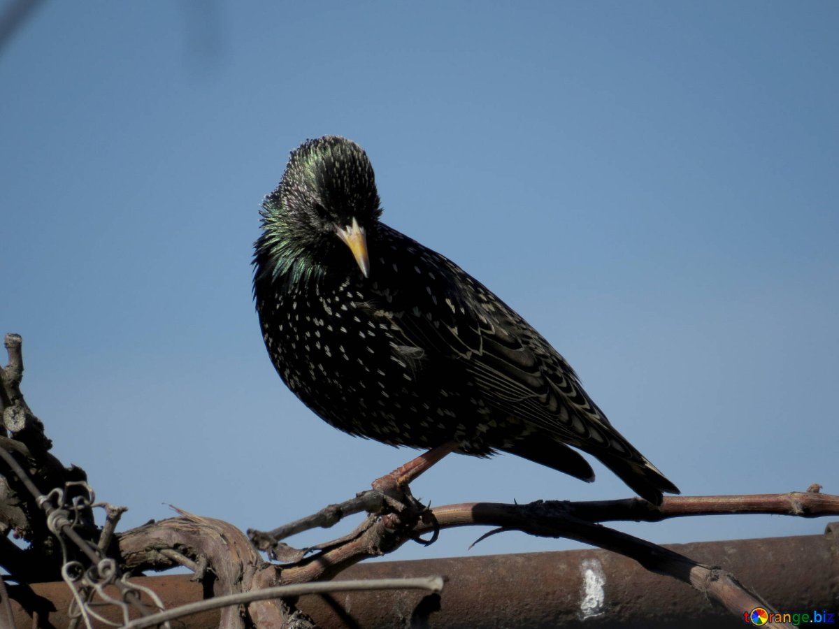 Скворец птица