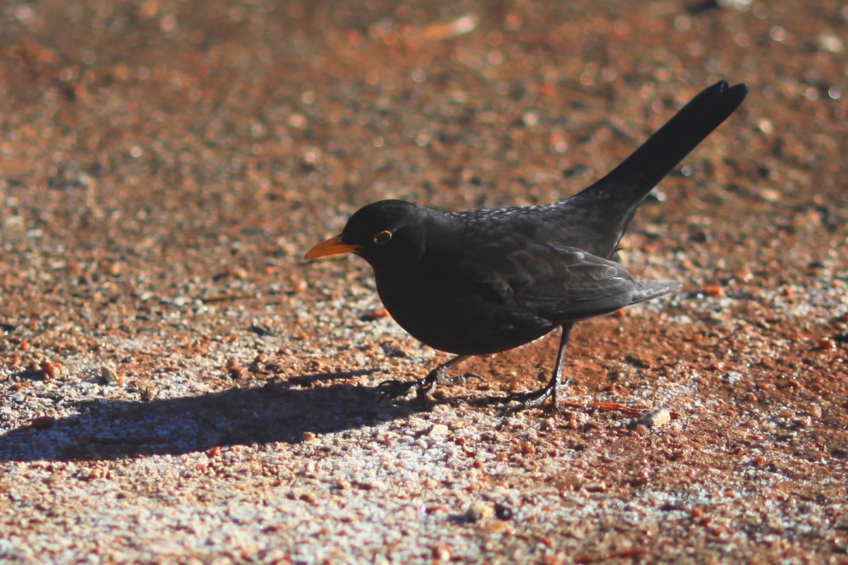 Черная птичка размером со скворца