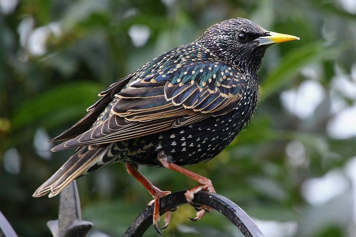 Обыкновенный скворец (Sturnus vulgaris)