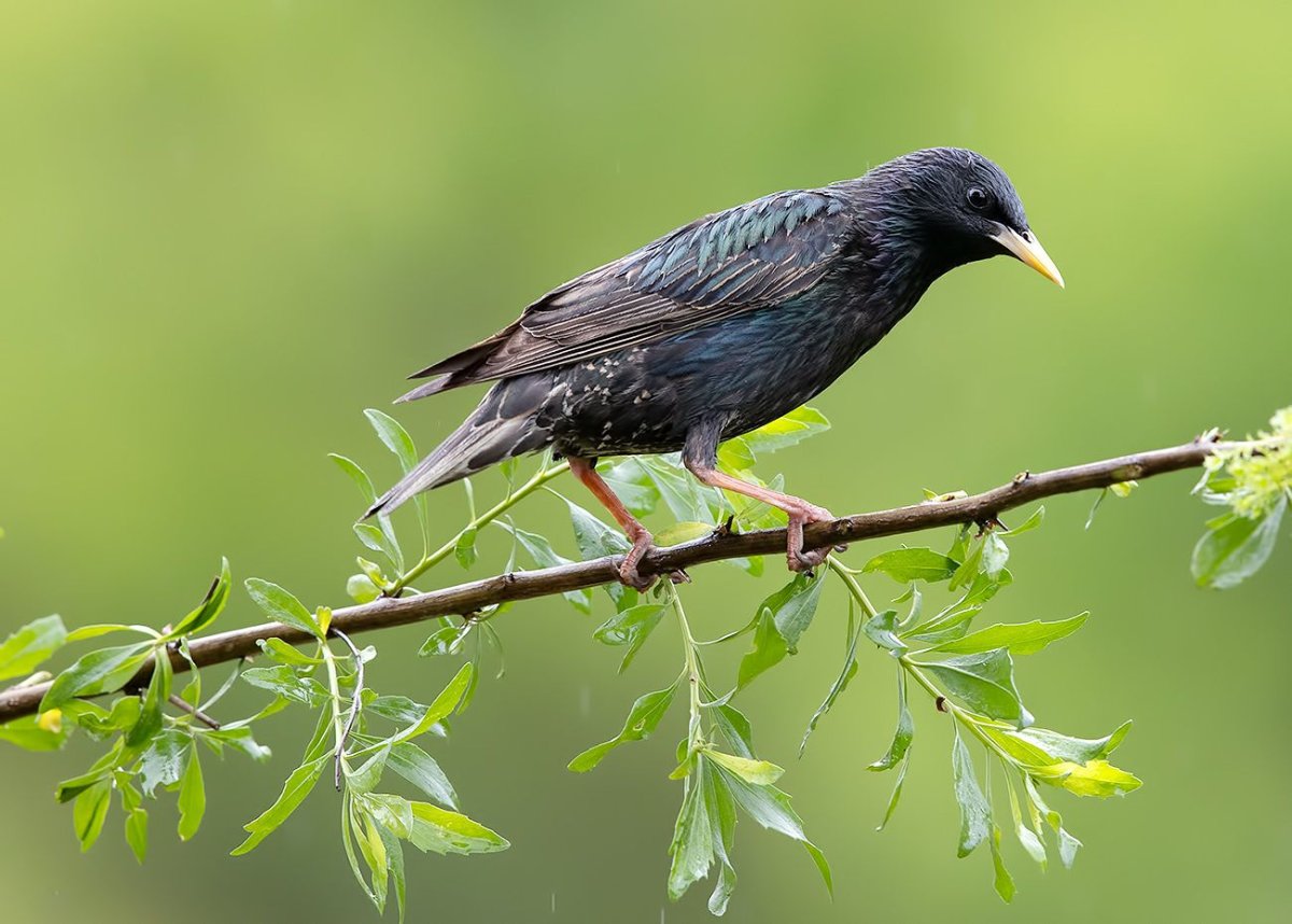 Обыкновенный скворец