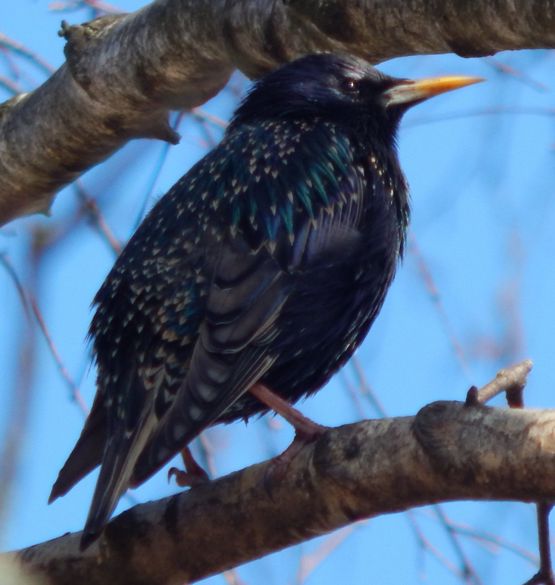Капский скворец