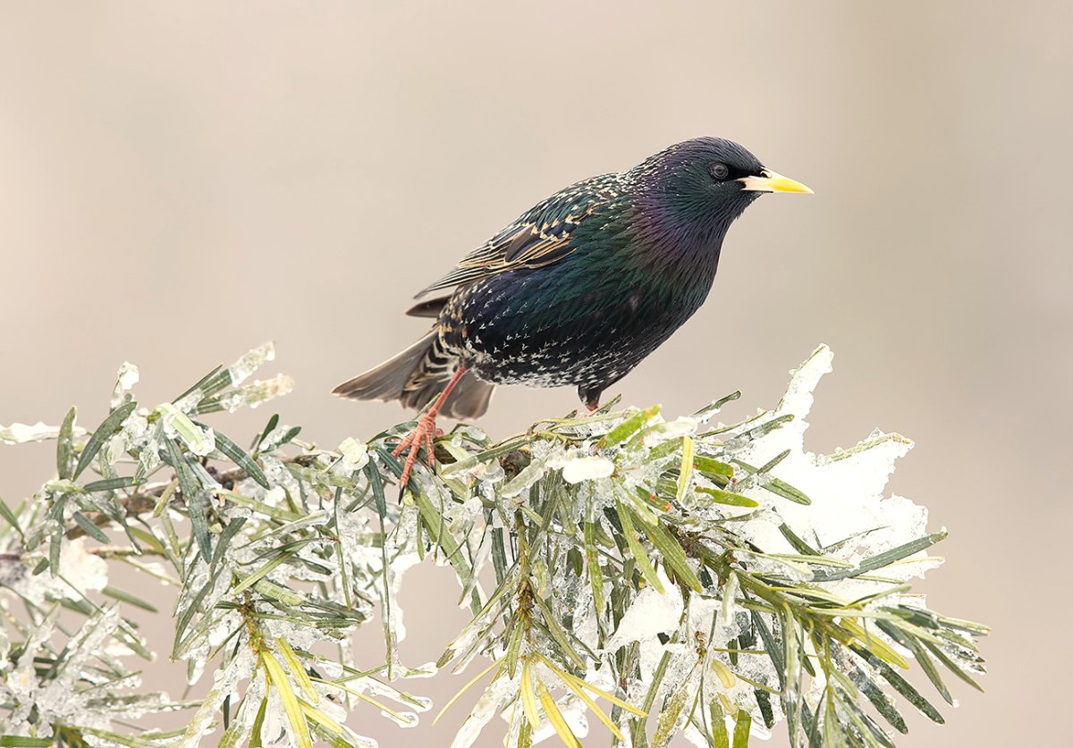 Скворец арт