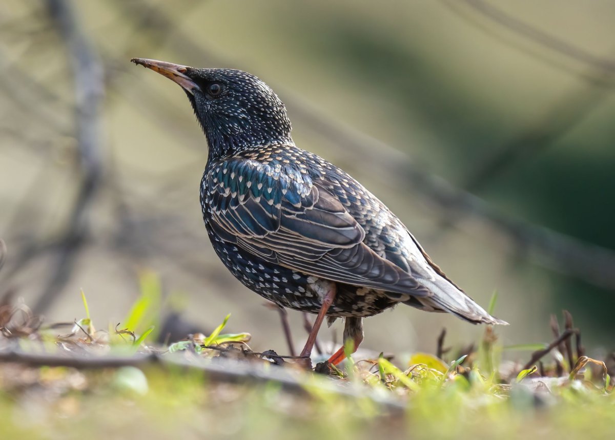 Скворцы в парке