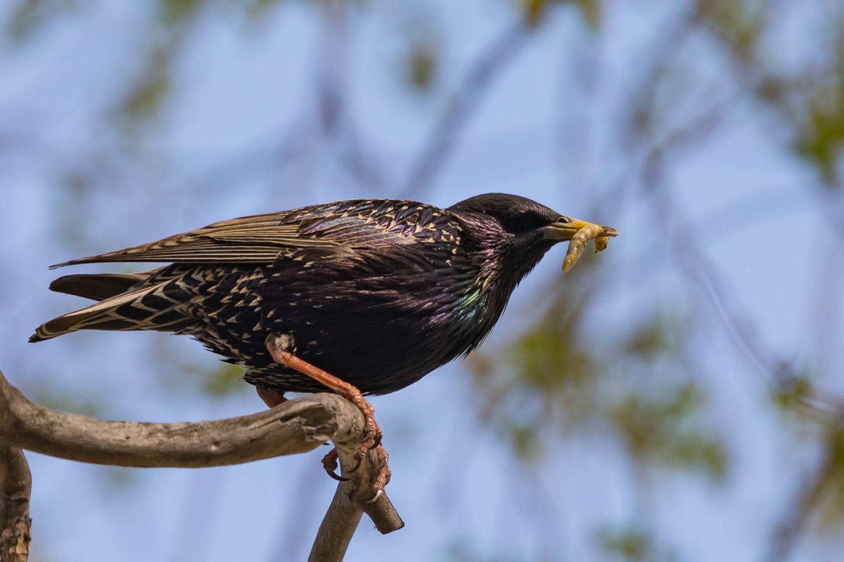 Овсянка обыкновенная птица