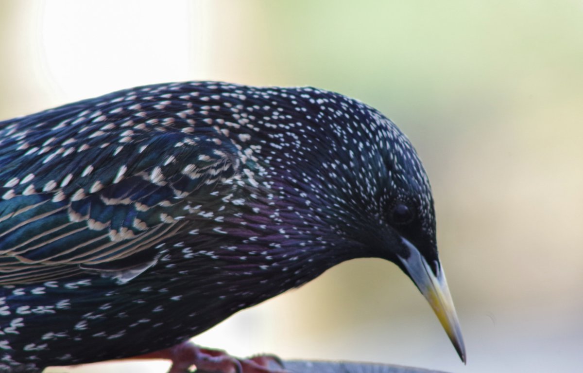 Клюв скворца