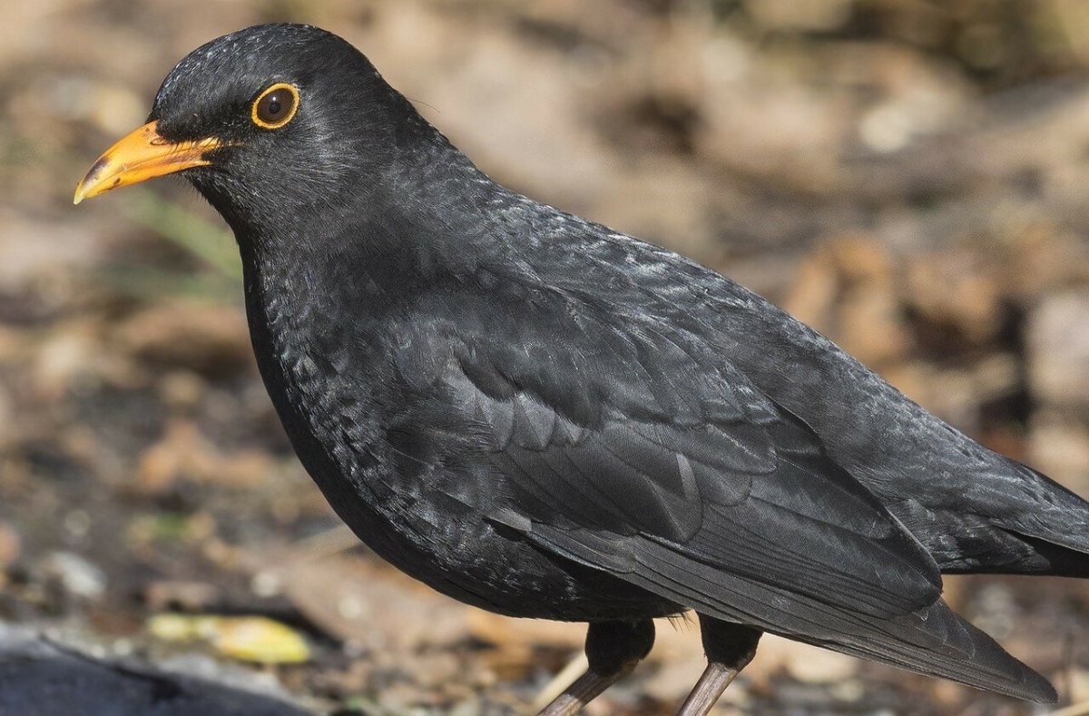 Скворец и Дрозд