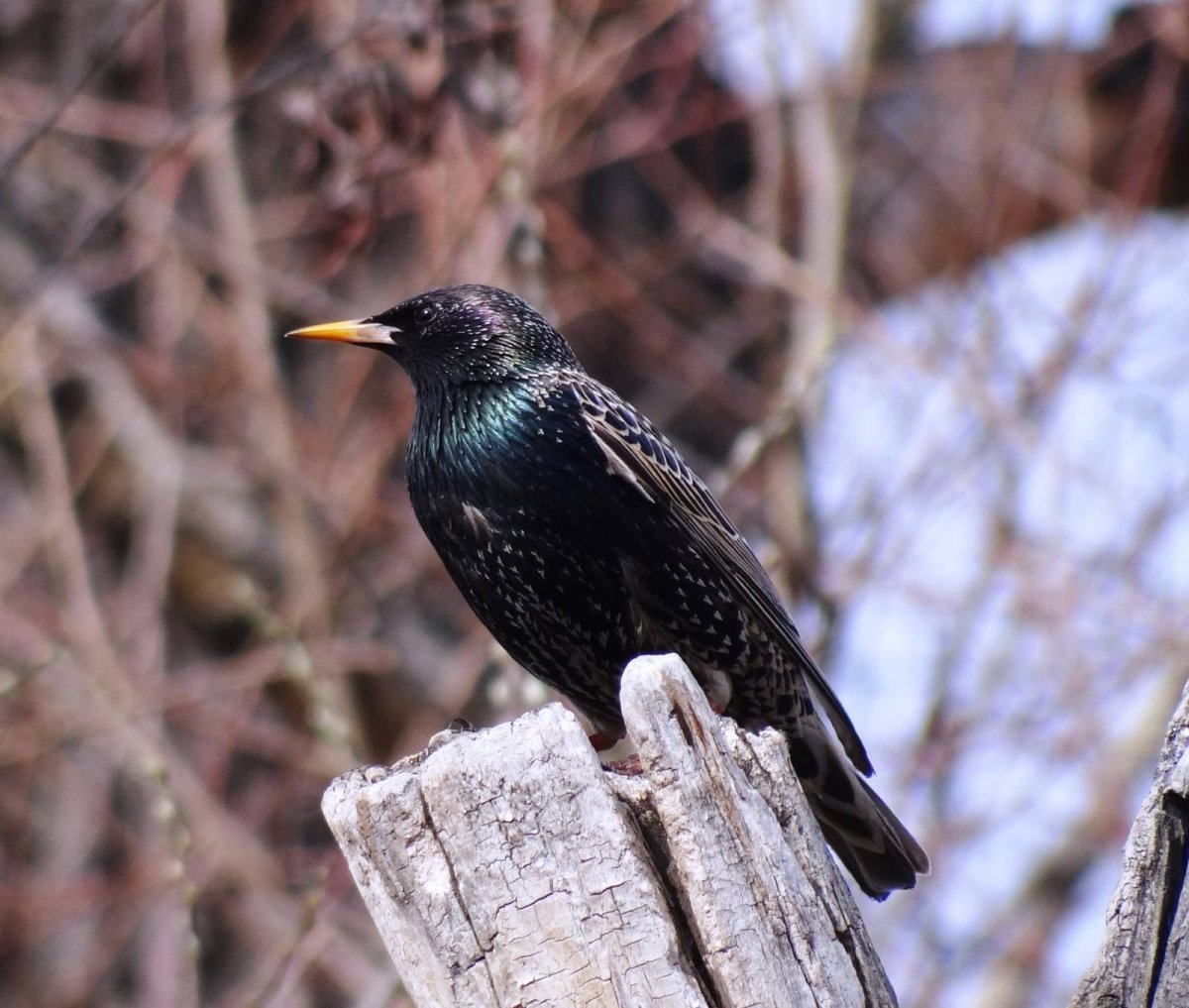 Скворец обыкновенный ‒ Sturnus vulgaris (l., 1758)