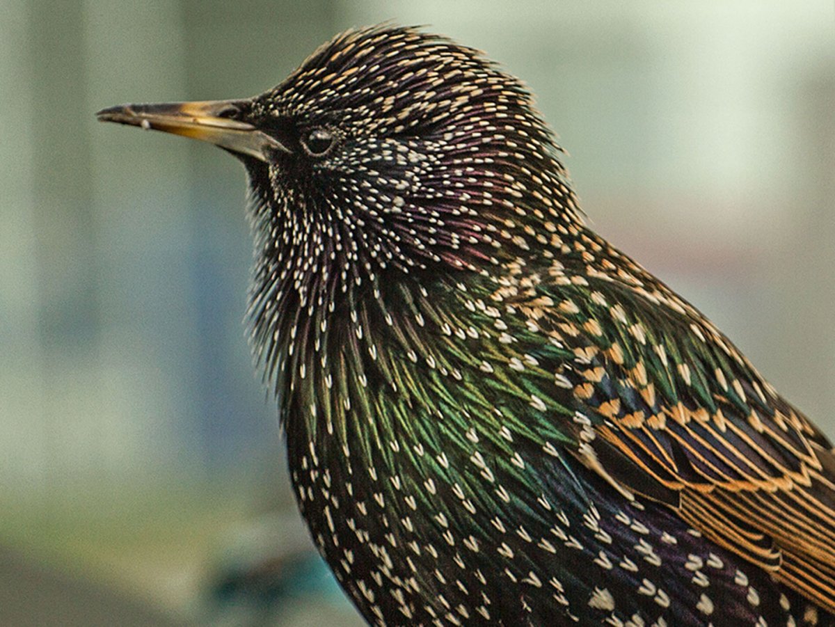 Клюв скворца