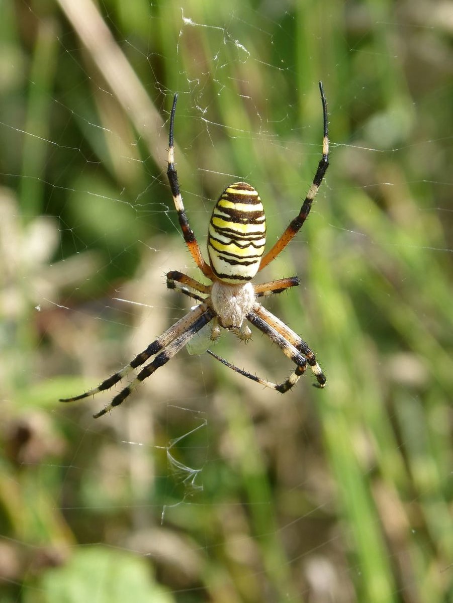 Аргиопа Брюнниха Зебра