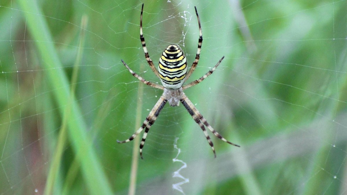 Паук крестовик