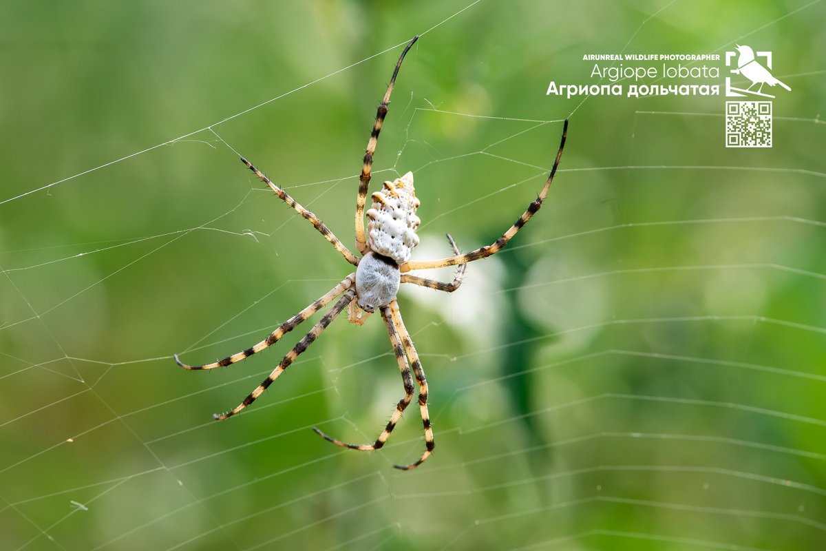 Волгоград паук Аргиопа