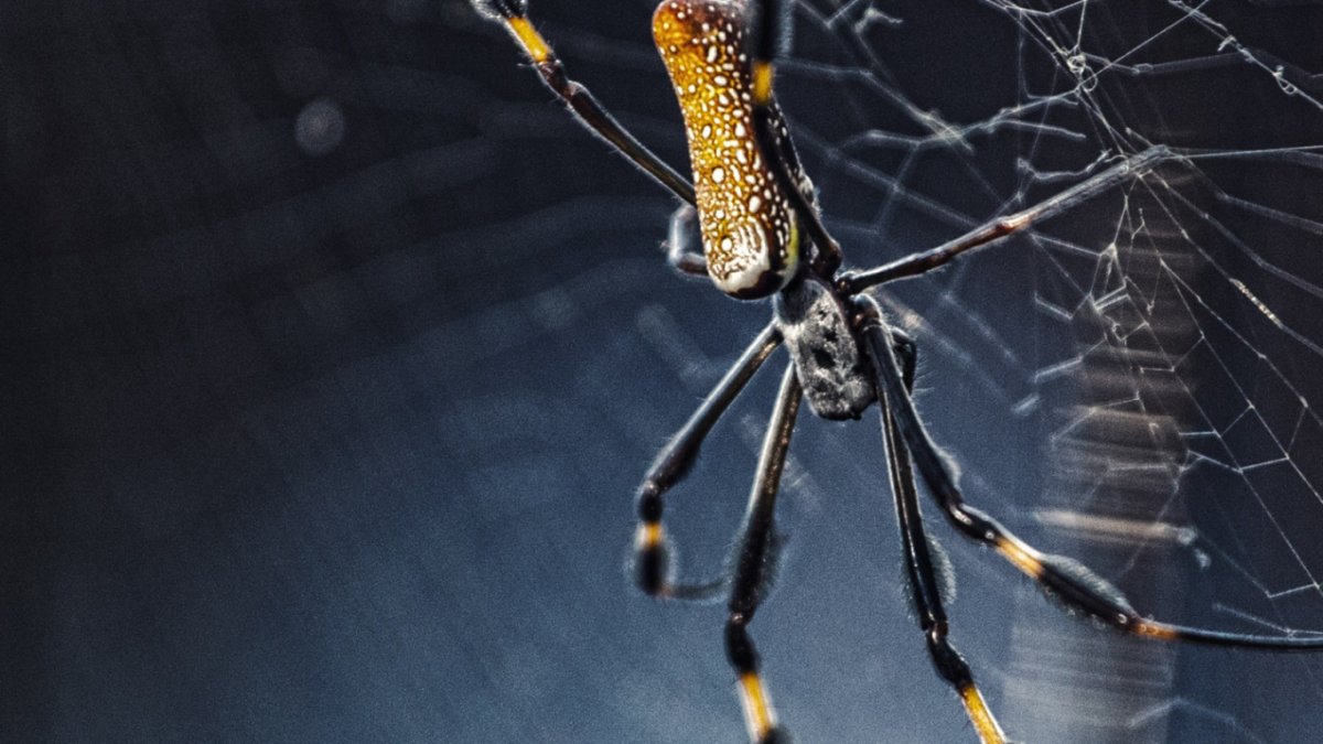 Обои на телефон паук