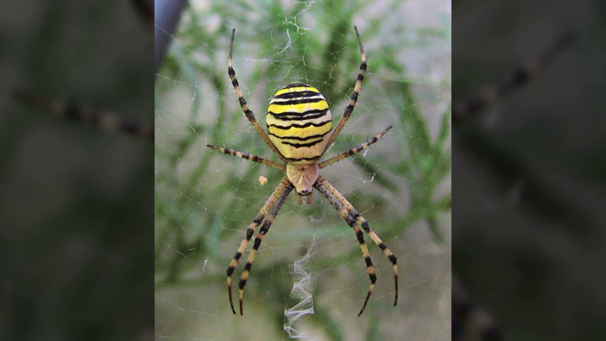 Аргиопа Брюнниха паутина
