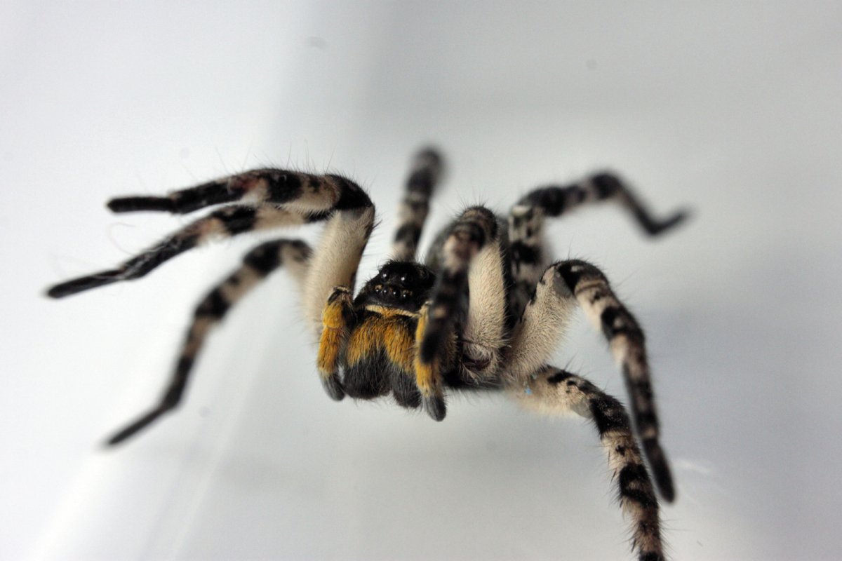 Паук питомец