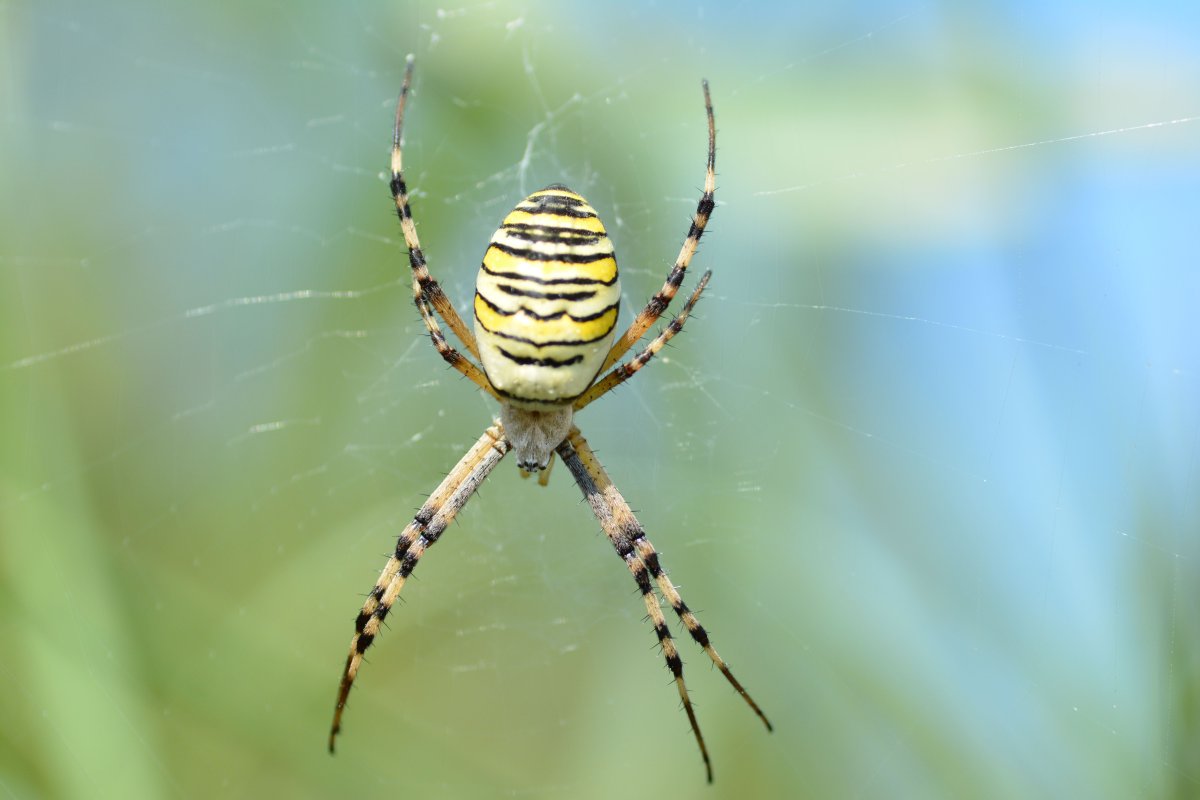 Аргиопа Брюнниха Argiope bruennichi (Scopoli, 1772) паук-Оса