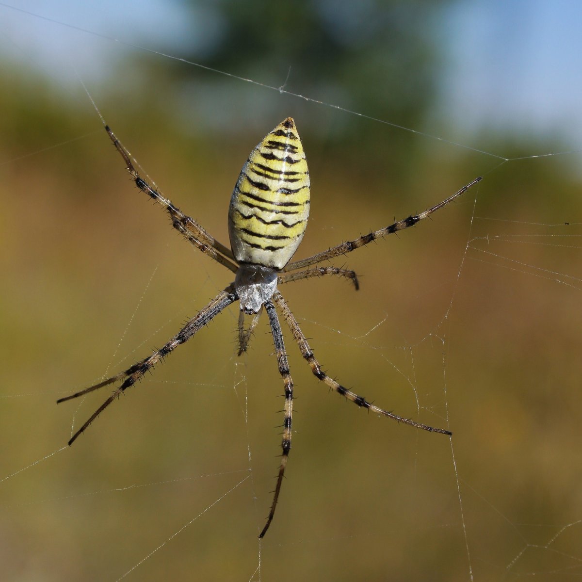 Аргиопа Брюнниха (паук-Оса)