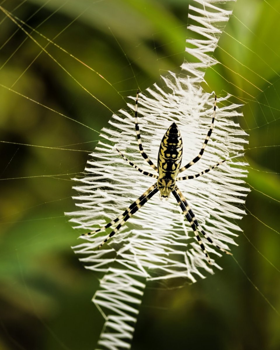 Аргиопа Кайзерлинга