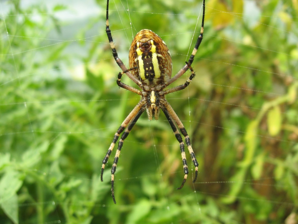 Аргиопа обыкновенная