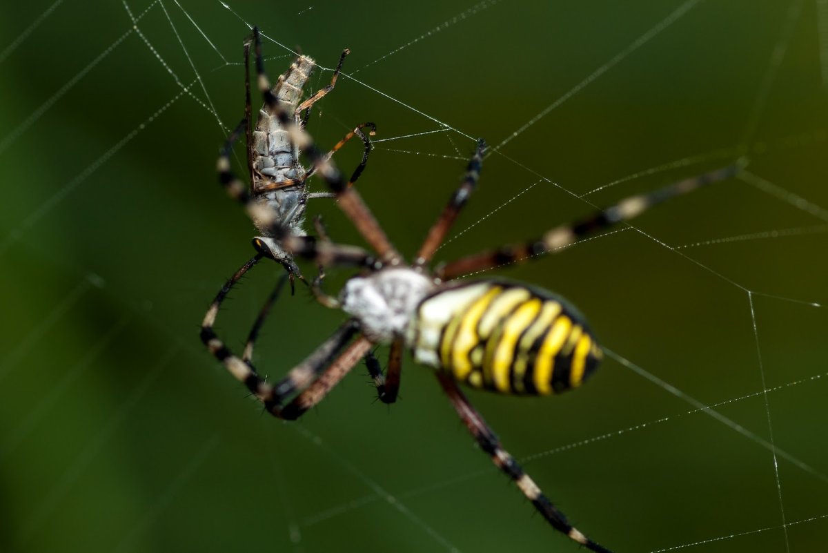 Паук Оса самка