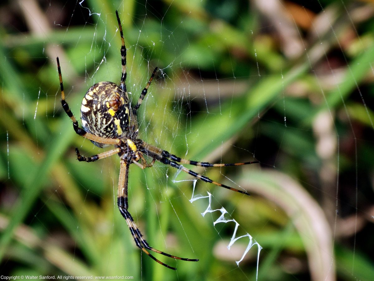 Аргиопа дольчатая на ладони