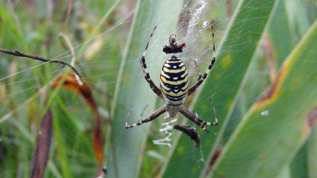 Кокон Аргиопа Брюнниха