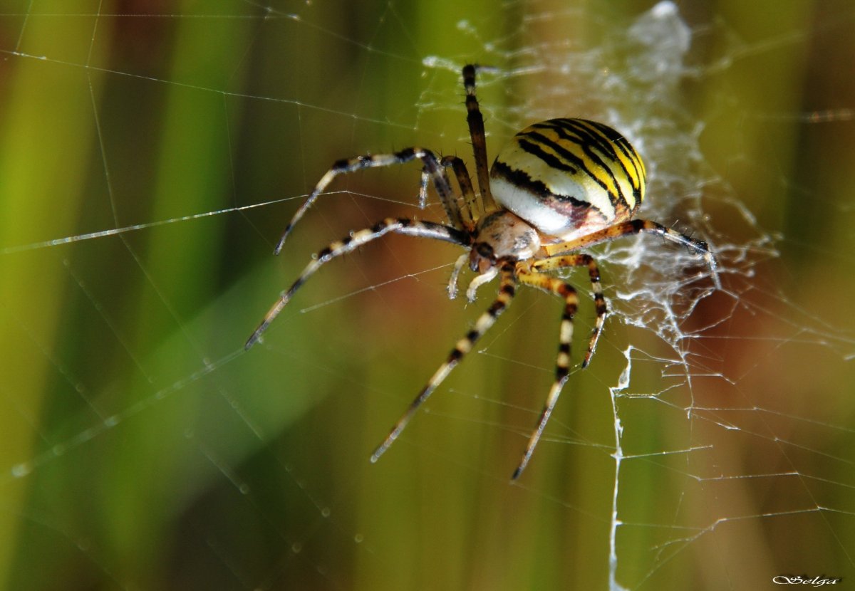 Аргиопа Паттинсон