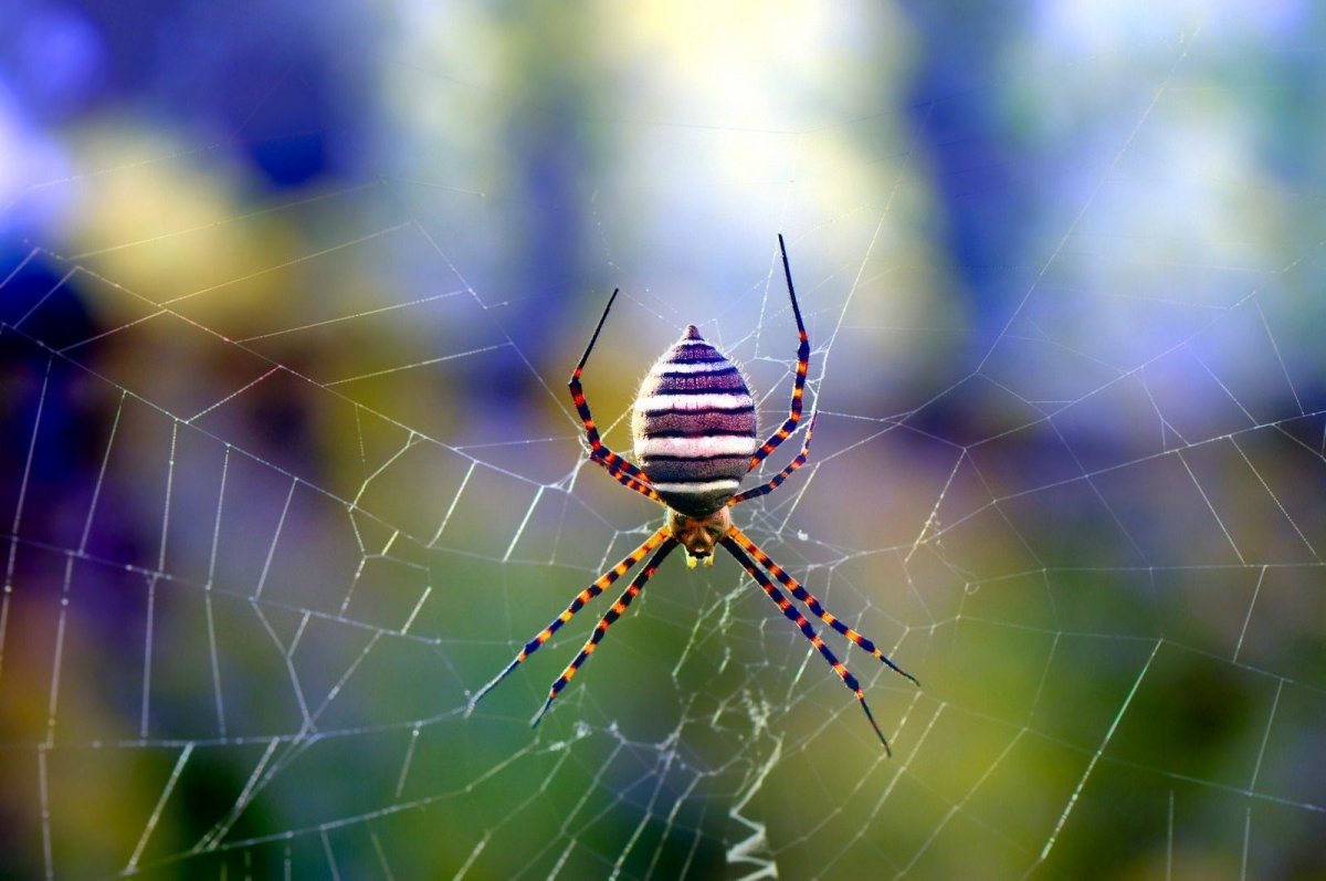 Паук Аргиопа паутина