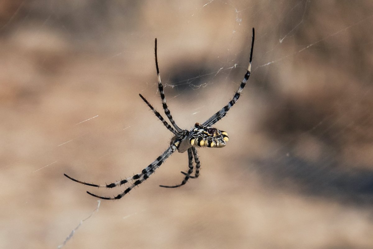 Агриопа паук фото
