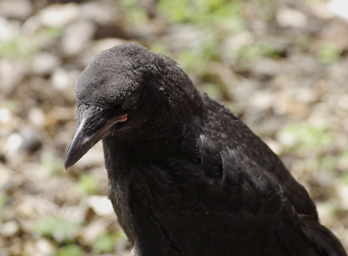 Маленькая черная птица с черным клювом