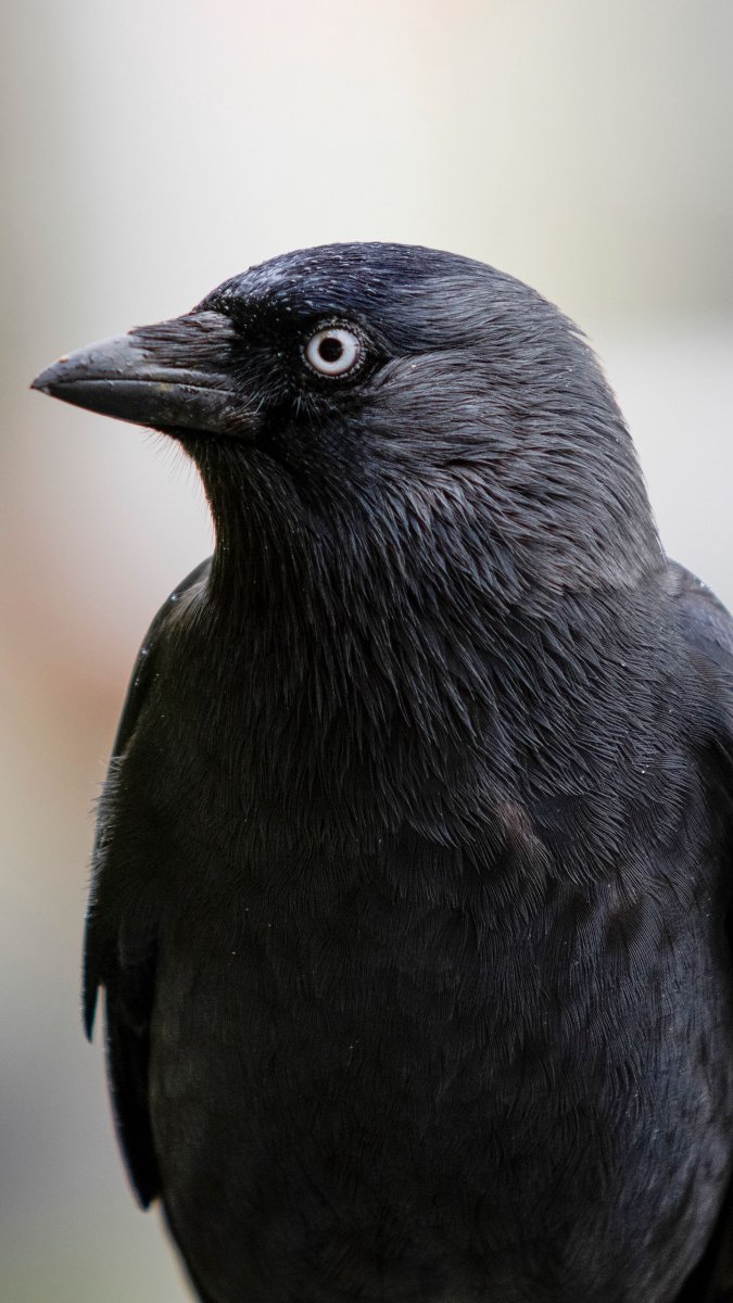 Черная птица