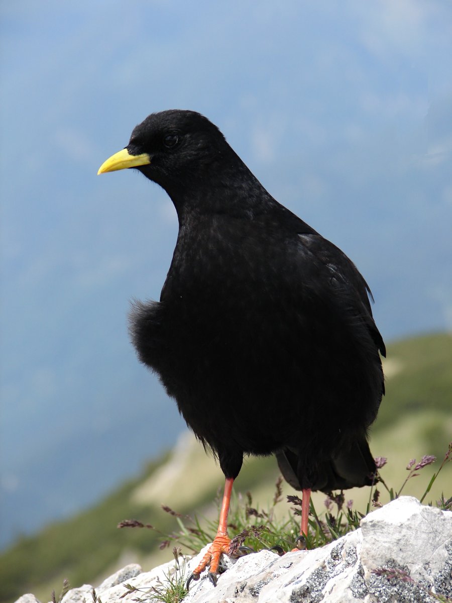 Pyrrhocorax graculus