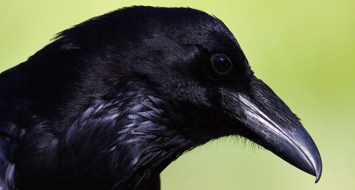 Ворона с белым клювом