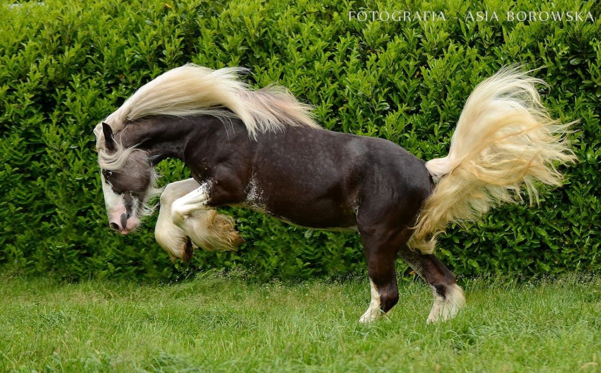 Лошадь породы Тинкер черный