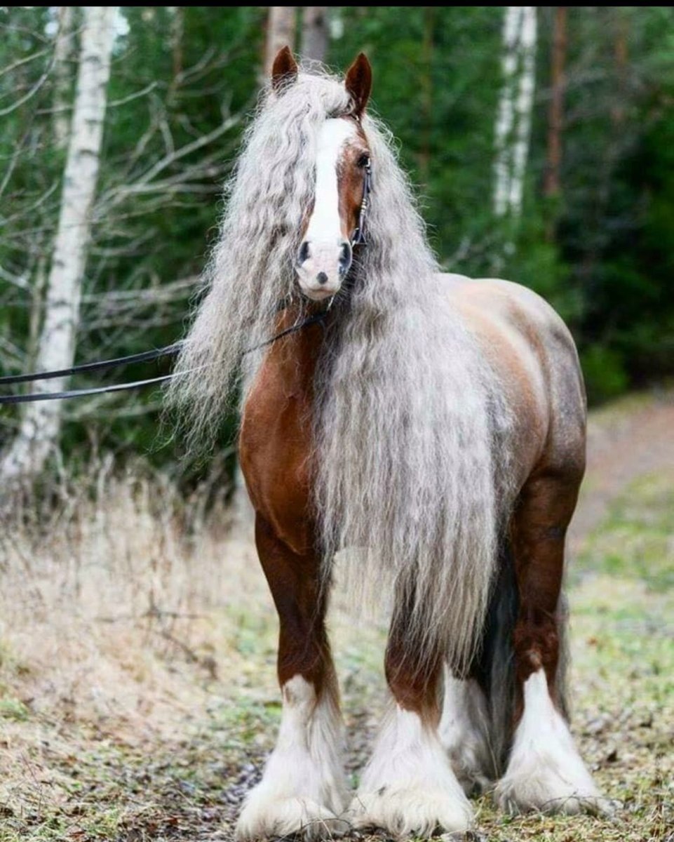 Цыганский тяжеловоз