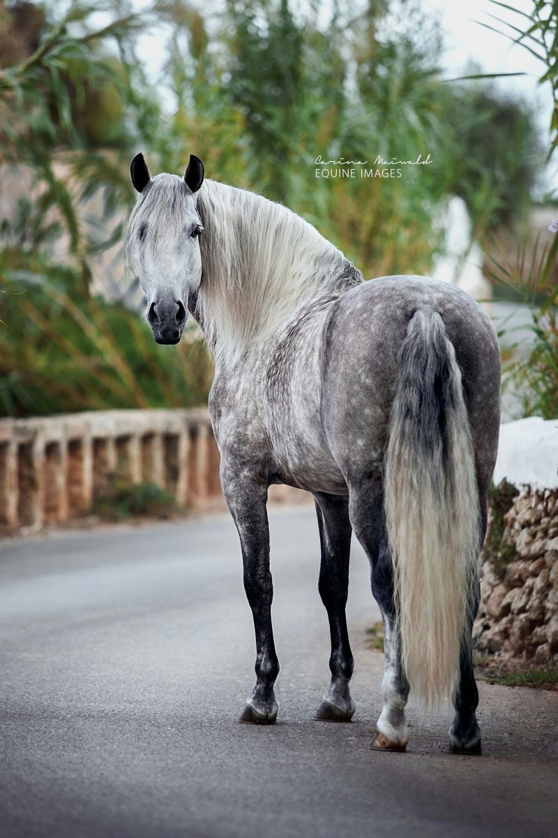Чистокровная испанская лошадь белая