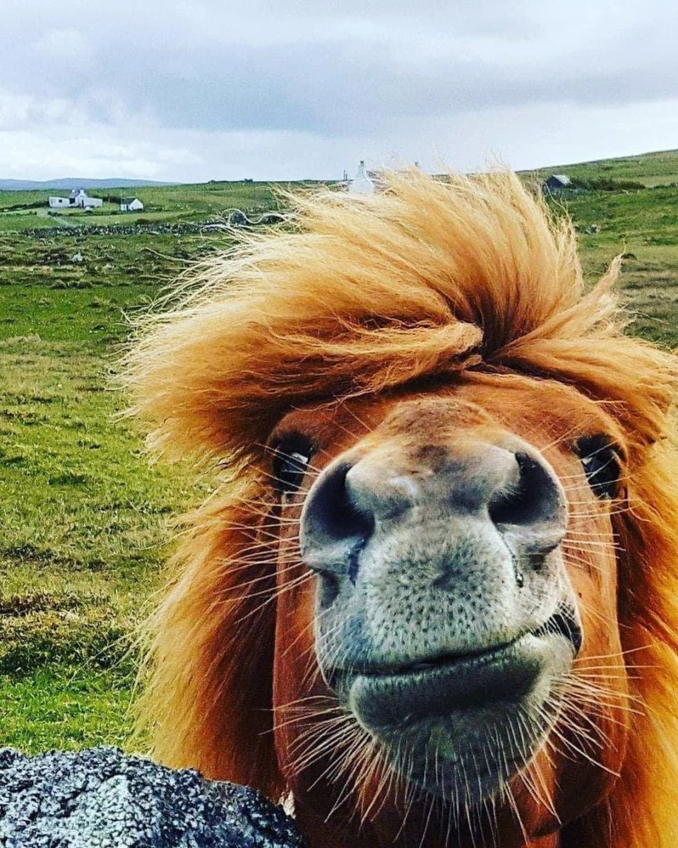 Шетлендский и шотландский пони