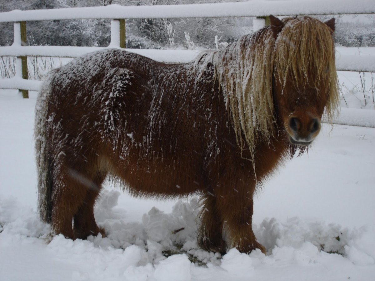 Маленькая лохматая лошадь