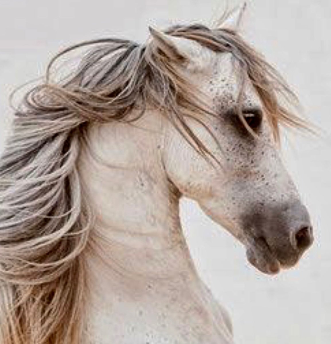 Андалузская лошадь портрет